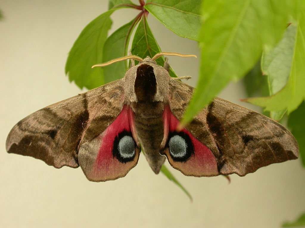 Smerinthus ocellata ocellata