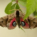 Eyed Hawkmoth - Photo (c) Donald Hobern, some rights reserved (CC BY)