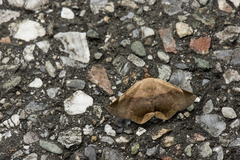 Psimada quadripennis