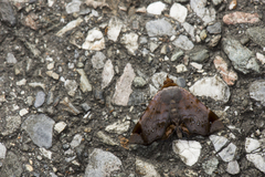 Mecodina albodentata