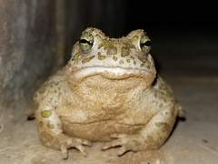 Bufotes boulengeri