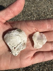 Pododesmus macrochisma