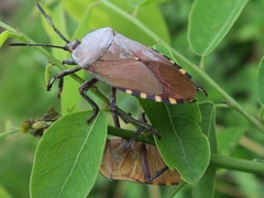 Pentatomoidea
