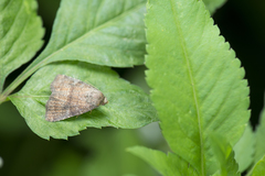 Acosmetia chinensis