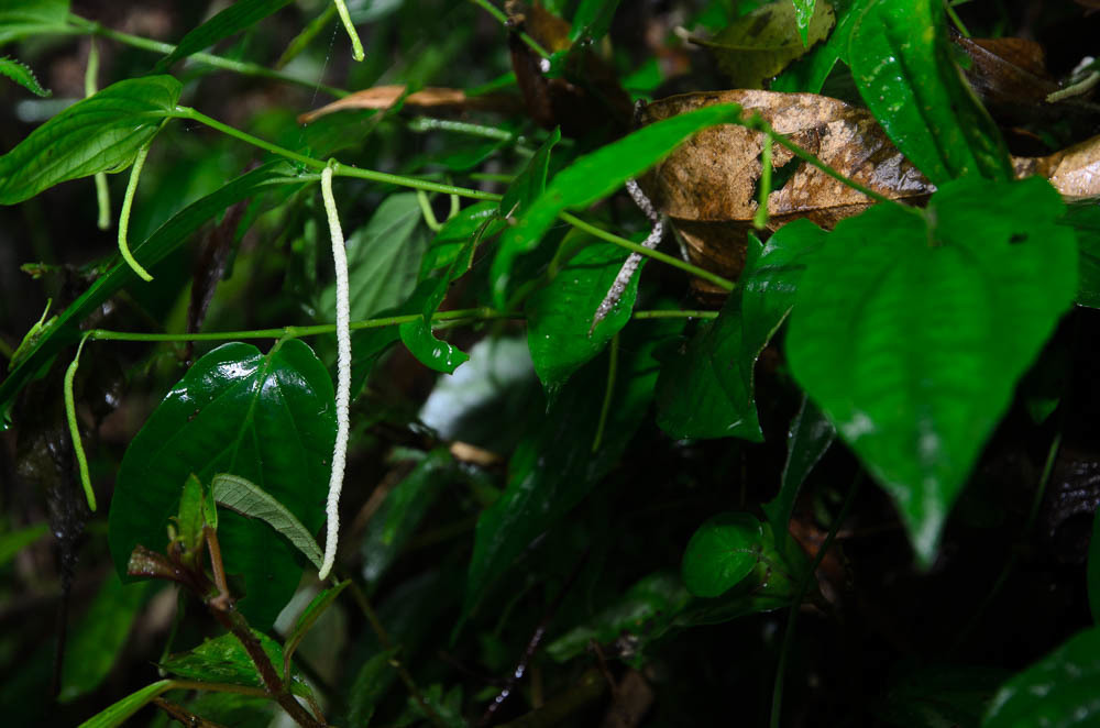 Piper pedicellatum (Piper pedicellatum)