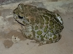 Bufotes boulengeri