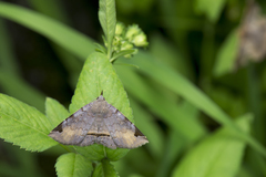 Mecodina subcostalis