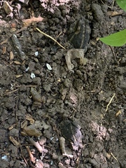 Eleutherodactylus campi