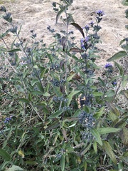 Caryopteris × clandonensis