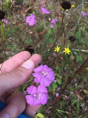 Agalinis plukenetii