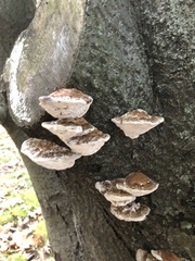 Fungi