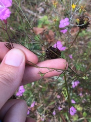 Agalinis plukenetii