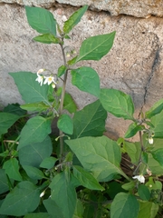 Solanum