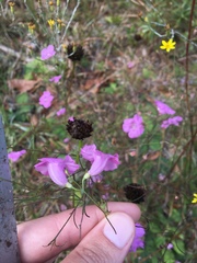 Agalinis plukenetii