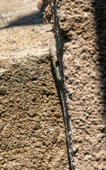 Anatololacerta pelasgiana