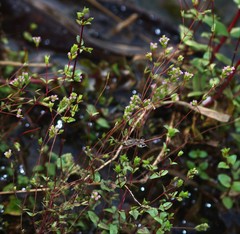 Rotala serpyllifolia
