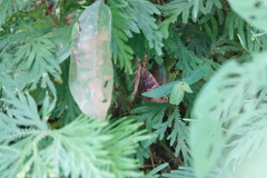 Ommatophora luminosa