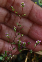 Rotala serpyllifolia