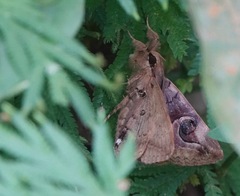 Ommatophora luminosa