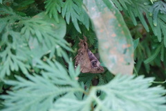 Ommatophora luminosa