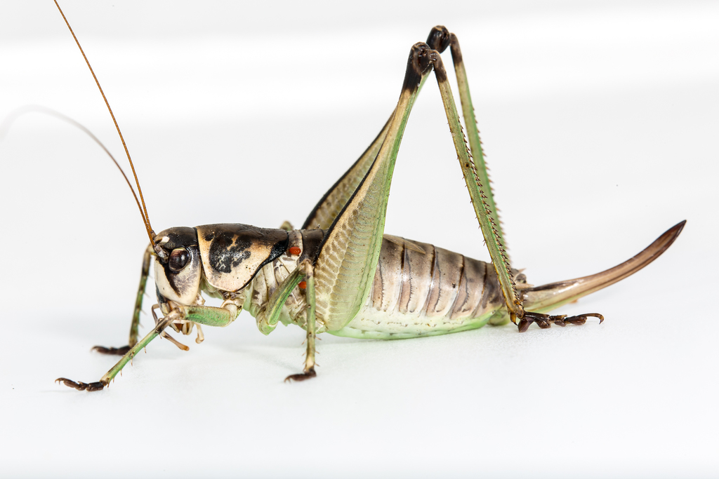 Pediodectes