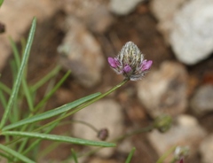 Dalea filiformis