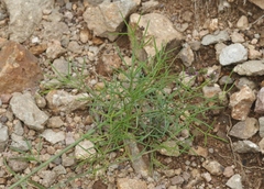 Dalea filiformis