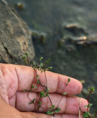 Rotala serpyllifolia