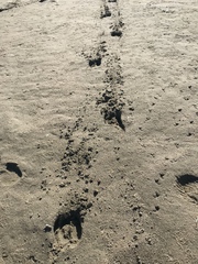 Cervus canadensis nannodes