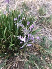 Tulbaghia violacea