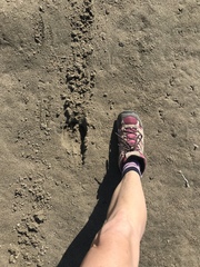 Cervus canadensis nannodes