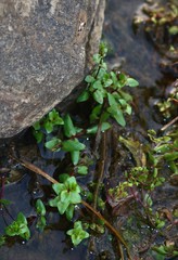 Rotala serpyllifolia