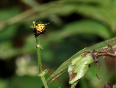 Gasteracantha dalyi