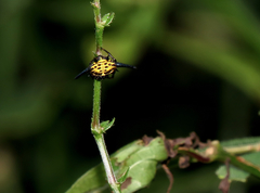 Gasteracantha dalyi