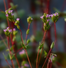 Rotala serpyllifolia
