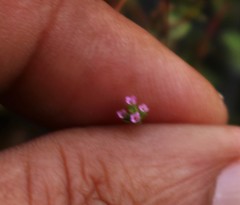 Rotala serpyllifolia
