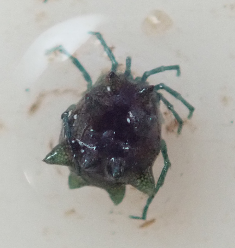 Brevicaudaturus