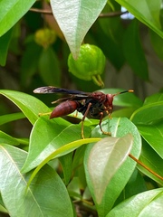 Polistes lanio