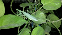 Hierodula tenuidentata