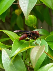Polistes lanio