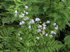 Adenophora divaricata