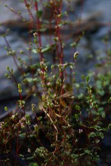 Rotala serpyllifolia