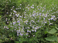 Adenophora divaricata