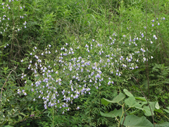 Adenophora divaricata