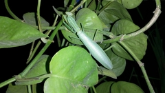 Hierodula tenuidentata