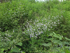 Adenophora divaricata