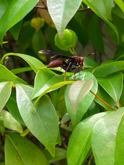 Polistes lanio