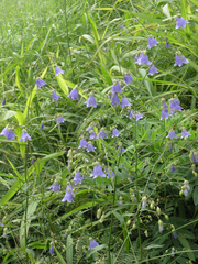 Adenophora divaricata