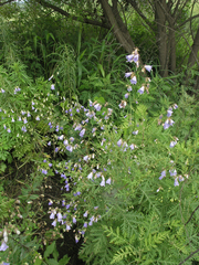 Adenophora divaricata