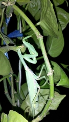 Hierodula tenuidentata